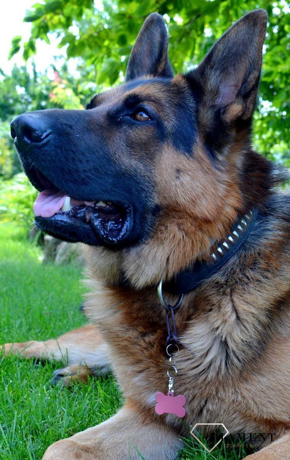 Blaszka dla pupila kość 3,7 cm z miejscem na grawer Kość pink L. Blaszka w formie adresówki, identyfikatora dla psa. Blaszka z miejscem na grawer. Na adresówce możemy wygrawerować np. imię psa i nr telefonu do właściciela..jpg